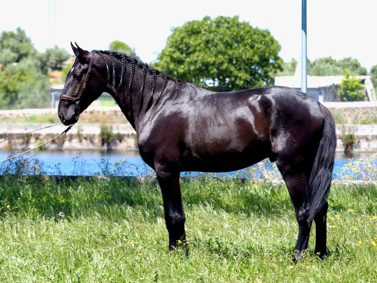 PRE Croisé Étalon 3 Ans 169 cm Noir in NAVAS DEL MADRONO