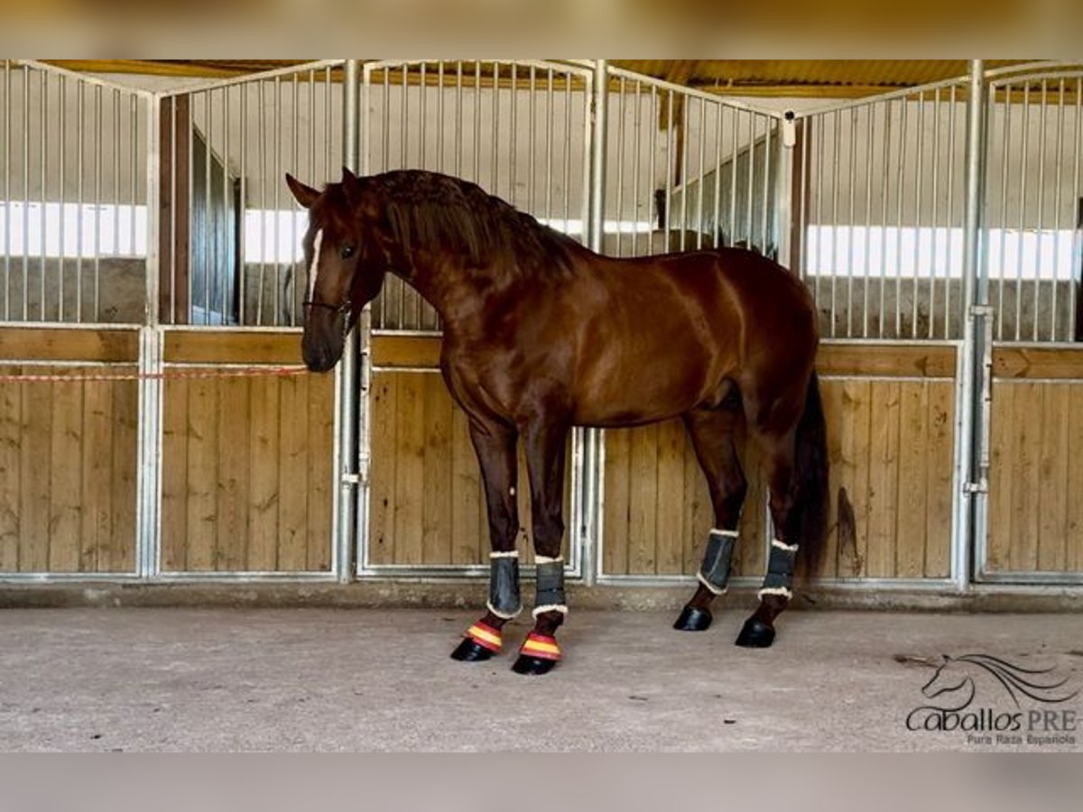 PRE Étalon 3 Ans 170 cm Alezan in Badajoz