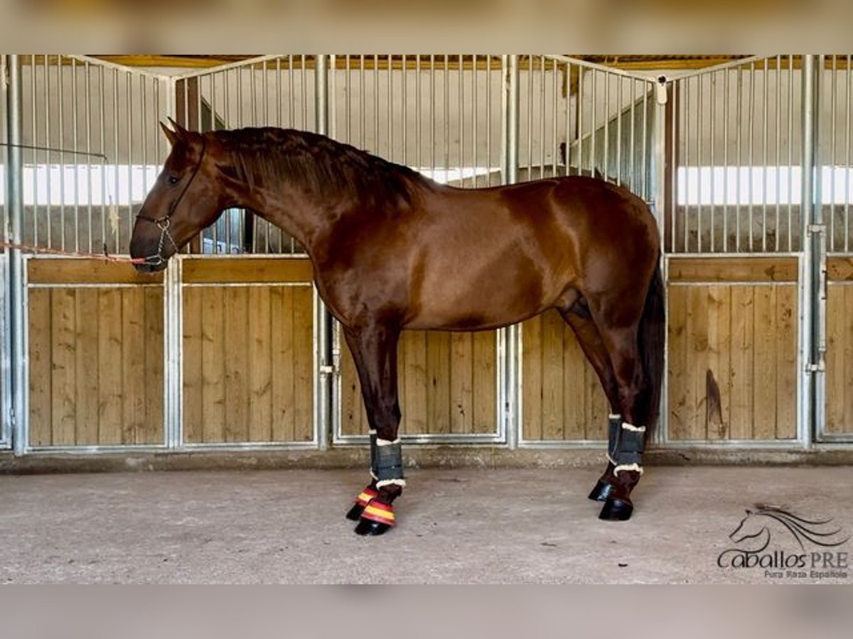 PRE Étalon 3 Ans 170 cm Alezan in Badajoz