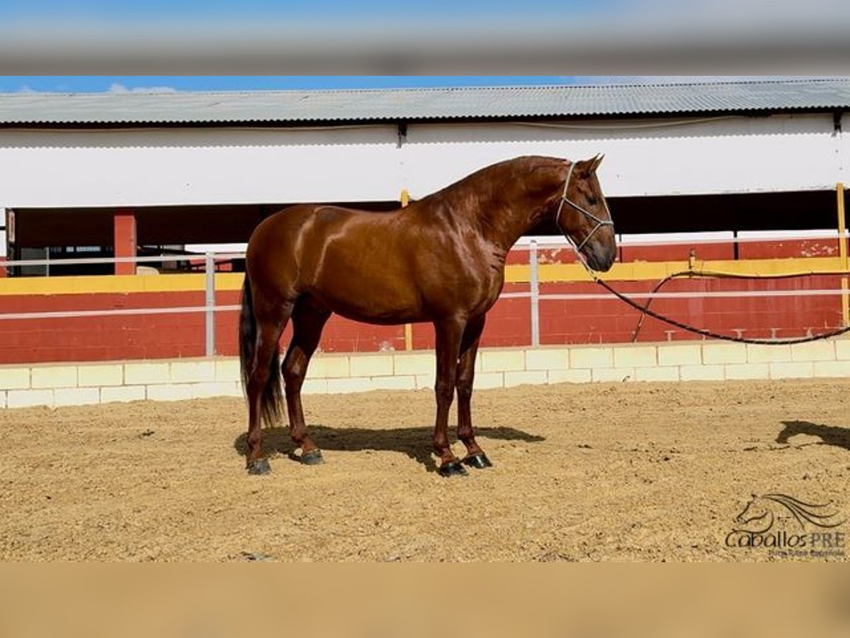 PRE Étalon 3 Ans 170 cm Alezan in Badajoz