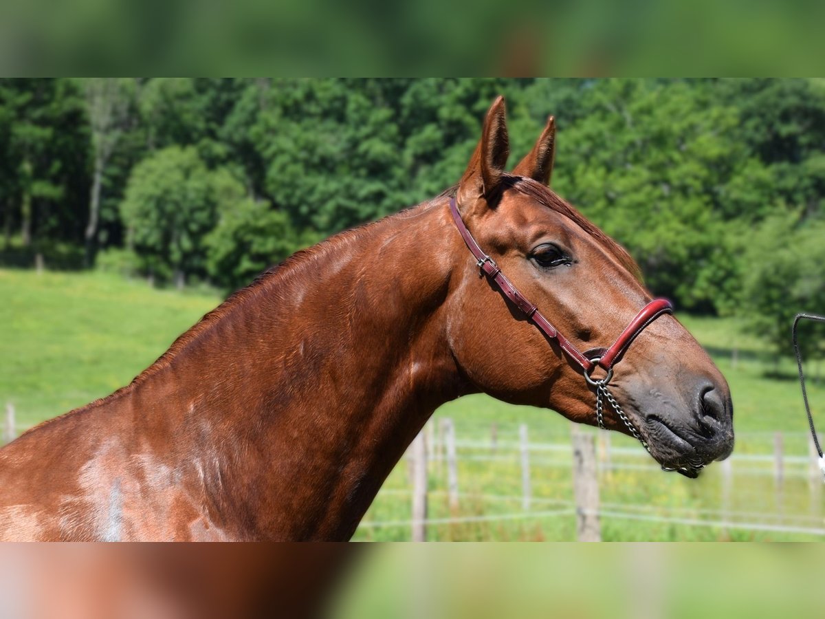 PRE Croisé Étalon 3 Ans 170 cm Alezan in CAUMONT