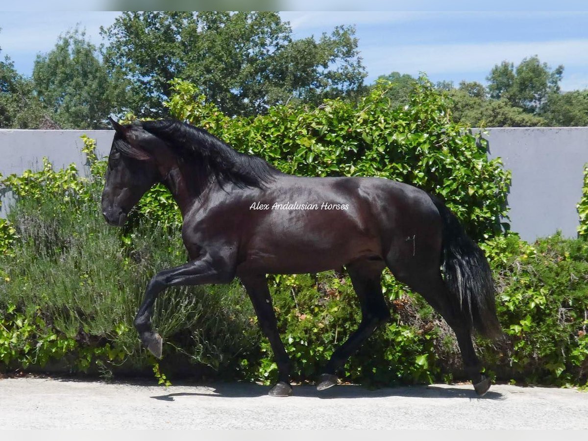 PRE Croisé Étalon 3 Ans 171 cm Noir in Sevilla