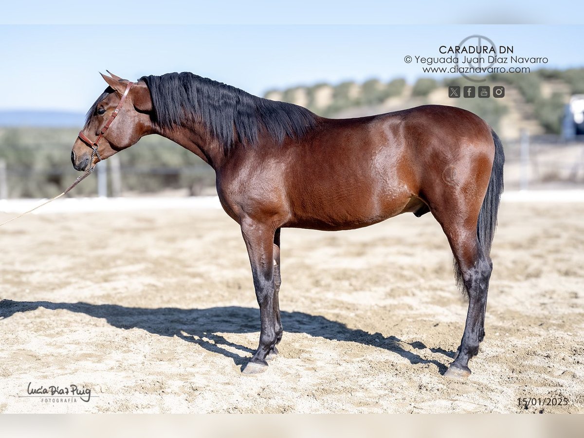 PRE Croisé Étalon 3 Ans 172 cm Bai in Arjona