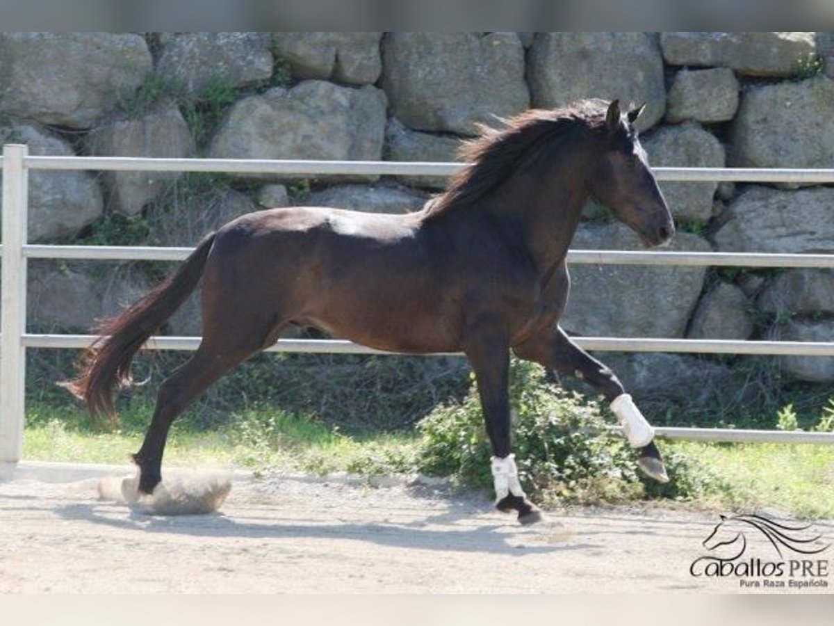 PRE Étalon 3 Ans 172 cm Noir in Barcelona