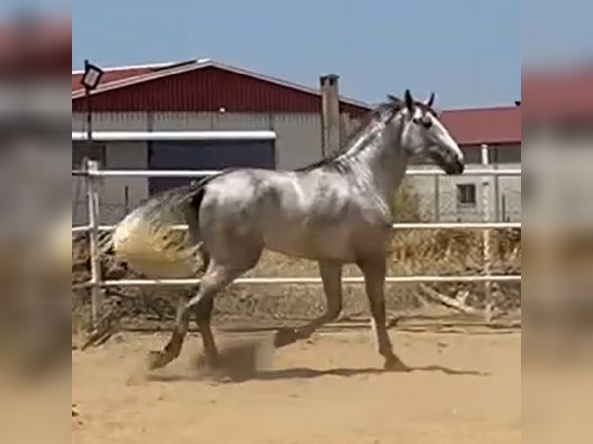 PRE Étalon 3 Ans 176 cm Gris in Navalvillar De Pela PRE Étalon 3 Ans 176 cm Gris in Navalvillar De Pela