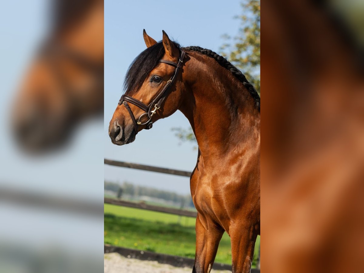 PRE Croisé Étalon 3 Ans Bai in Poeldijk