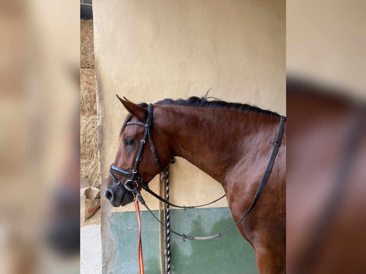 PRE Croisé Étalon 3 Ans Bai in Almafra (Zona)