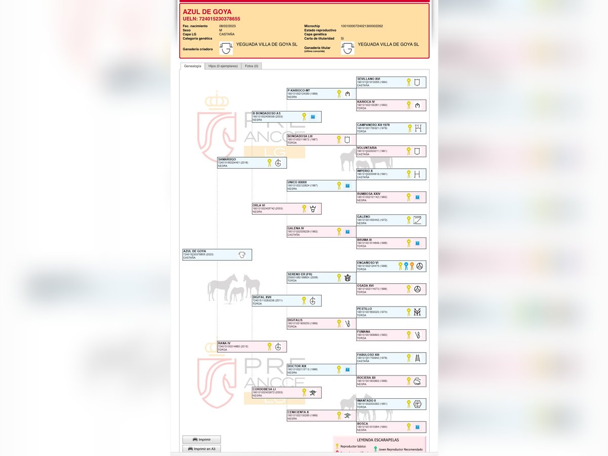 PRE Croisé Étalon 3 Ans in Fuendetodos