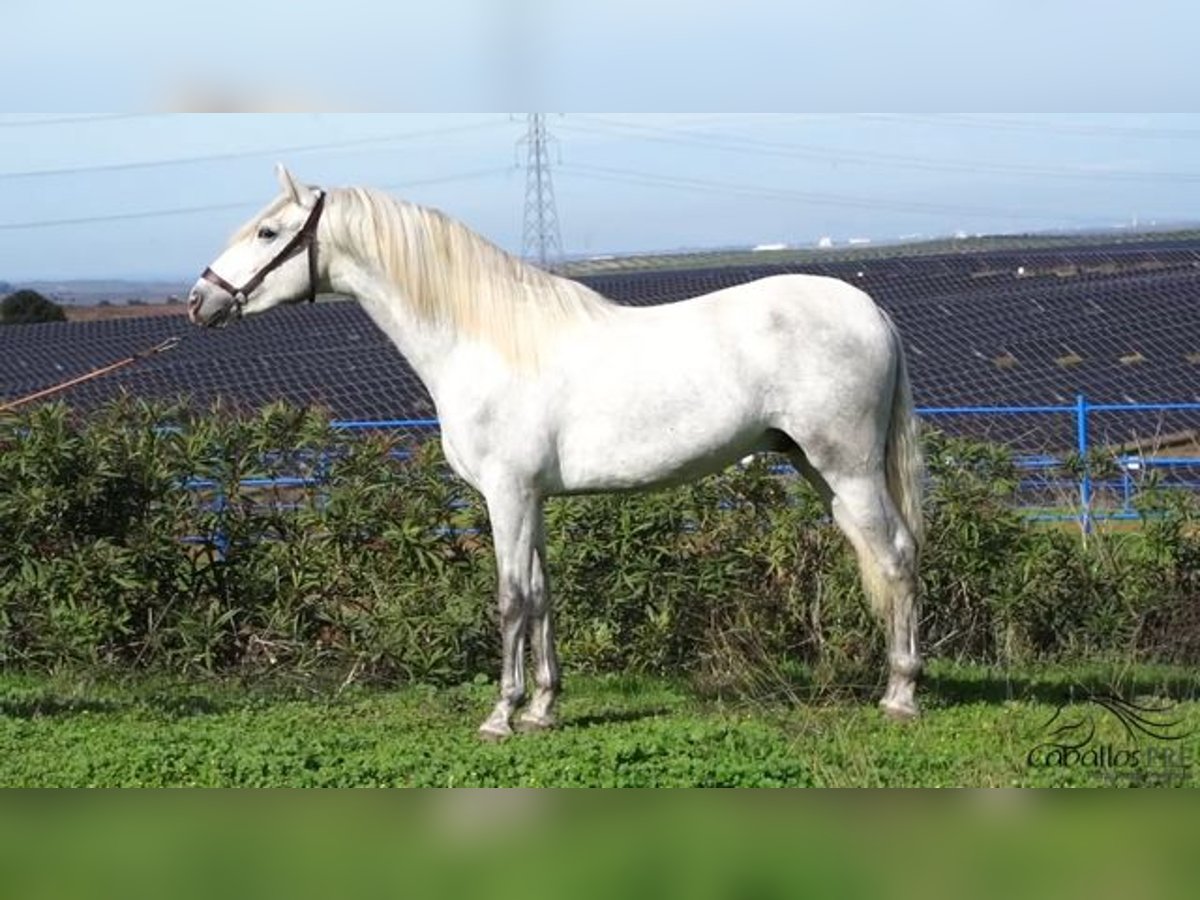 PRE Croisé Étalon 3 Ans Gris in Badajoz