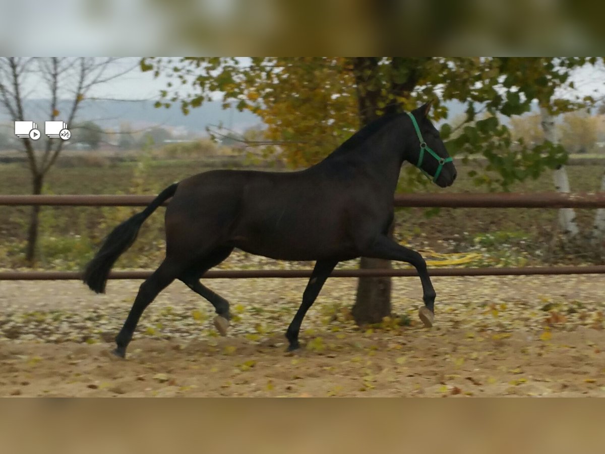 PRE Croisé Étalon 3 Ans Noir in MADRID