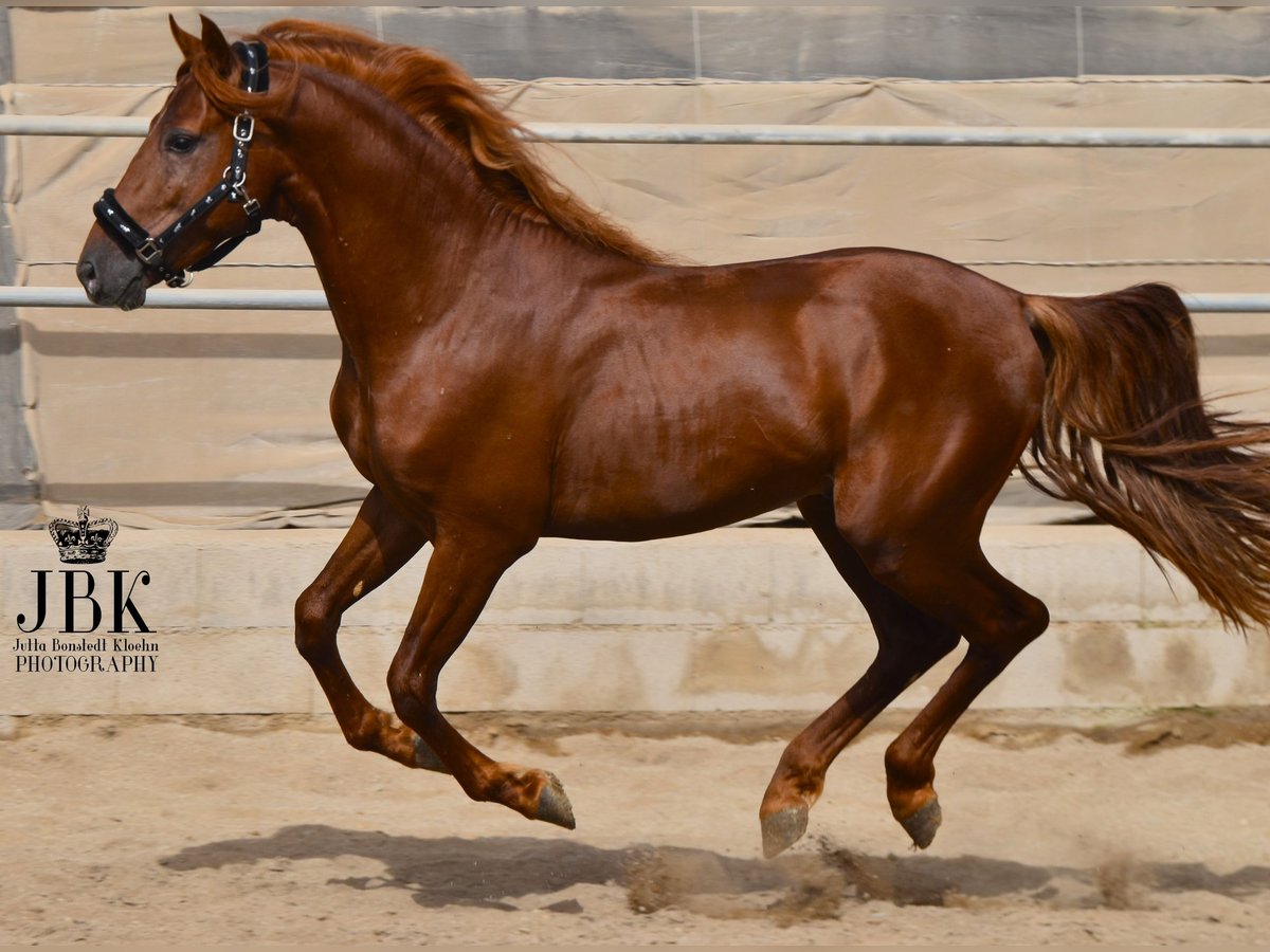 PRE Croisé Étalon 4 Ans 155 cm Alezan in Tabernas Almeria