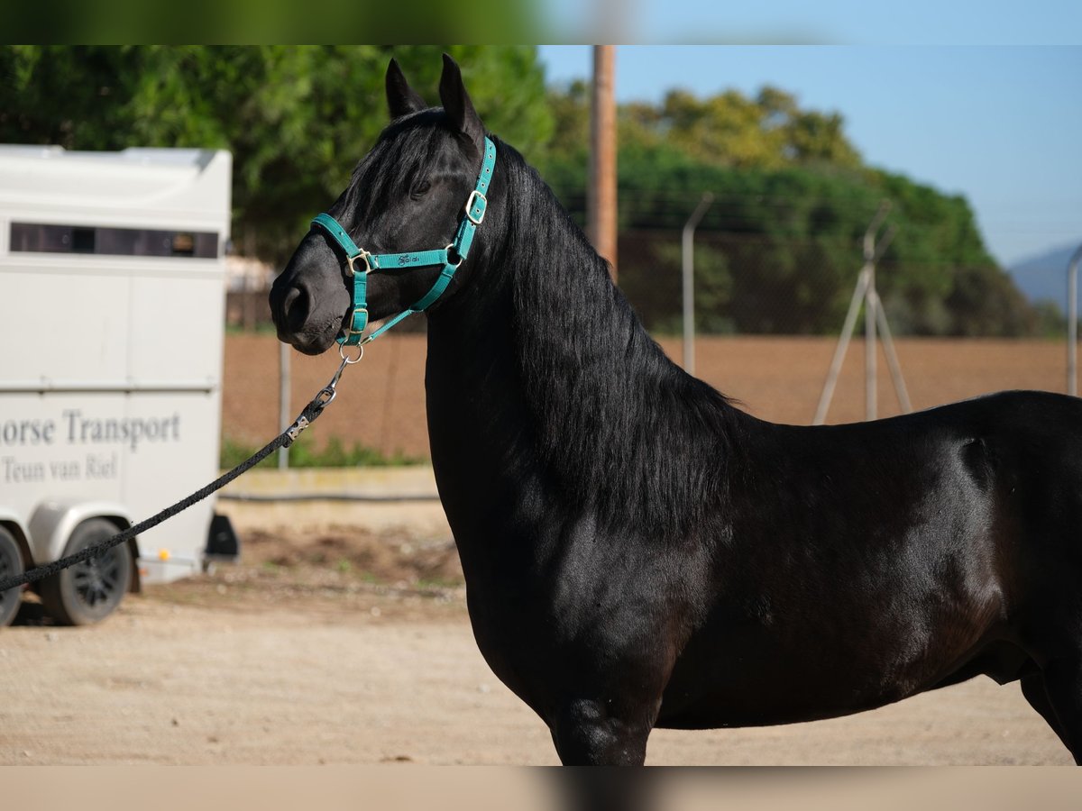 PRE Croisé Étalon 4 Ans 155 cm Noir in Hamburg