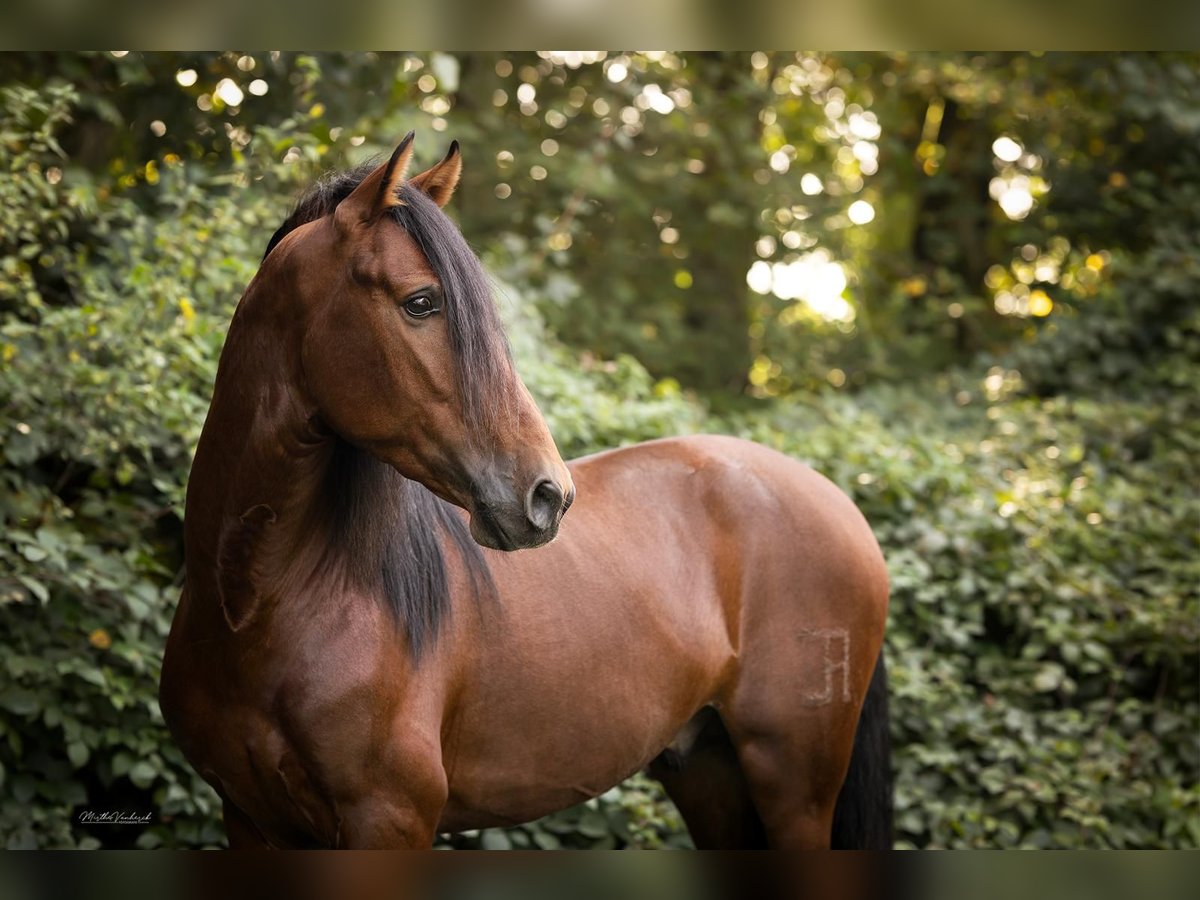 PRE Croisé Étalon 4 Ans 156 cm Bai in Hoogeloon