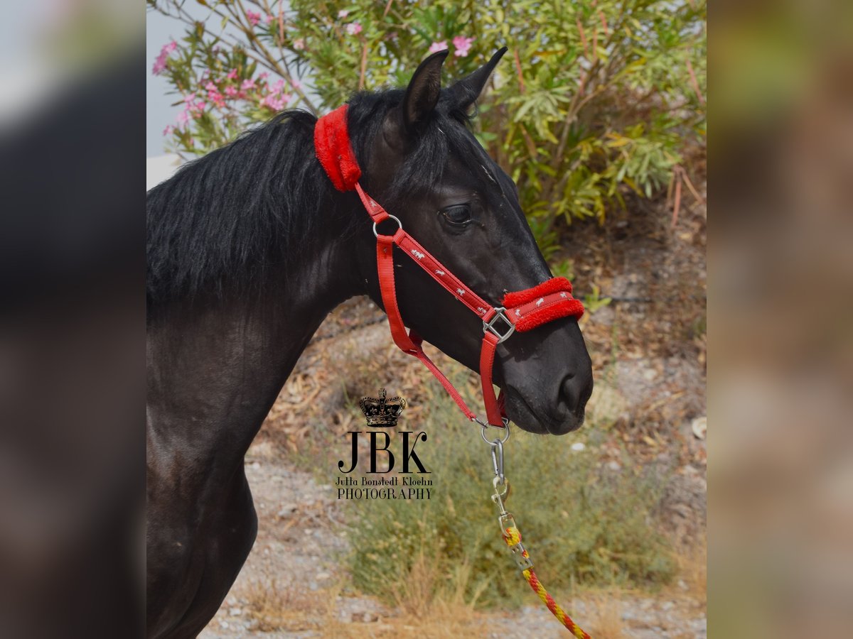 PRE Étalon 4 Ans 156 cm Noir in Tabernas Almeria