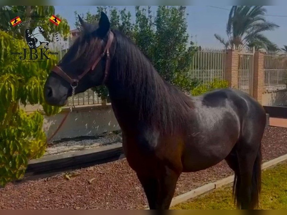 PRE Croisé Étalon 4 Ans 157 cm Noir in Tabernas Almeria