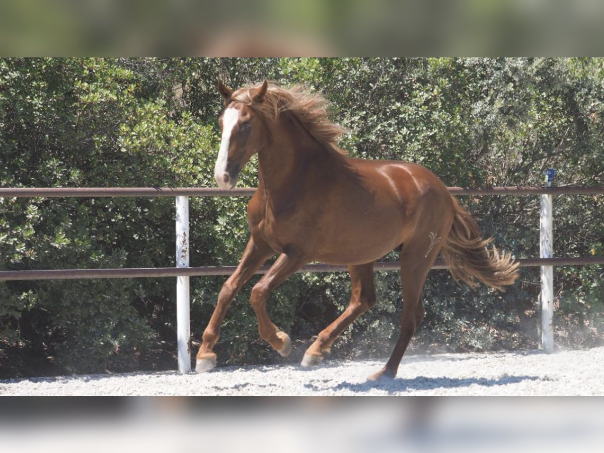 PRE Croisé Étalon 4 Ans 158 cm Alezan brûlé in NAVAS DEL MADRONO