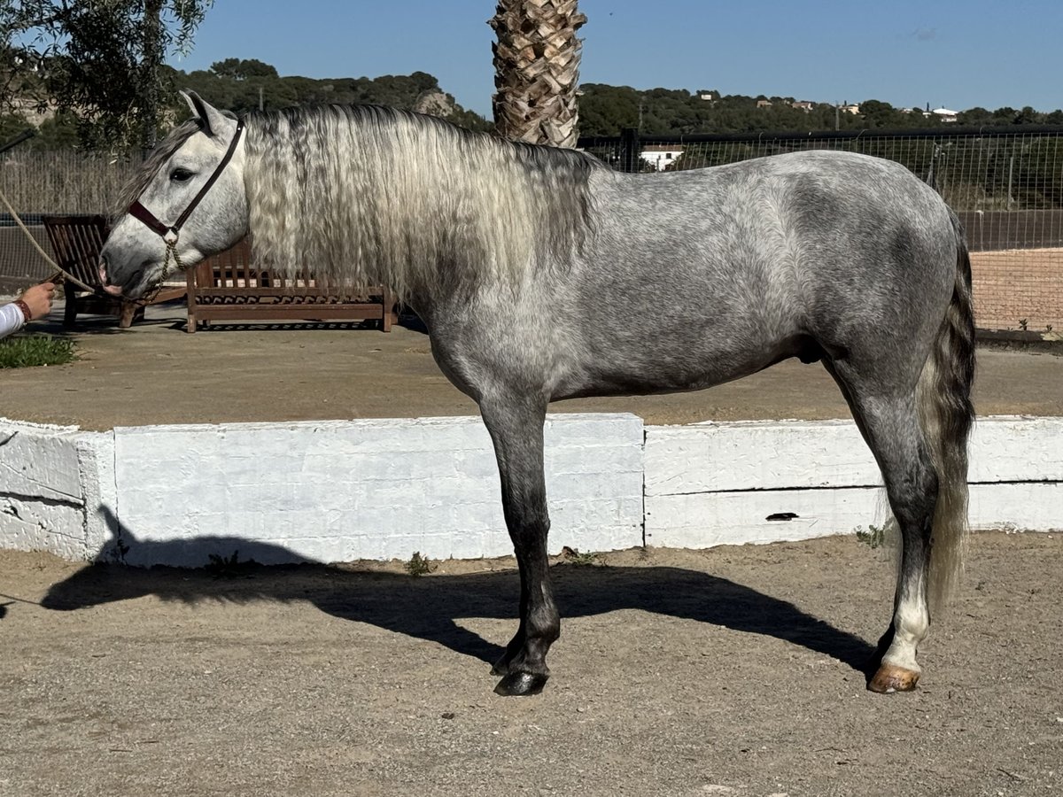 PRE Croisé Étalon 4 Ans 158 cm Gris in Cubelles