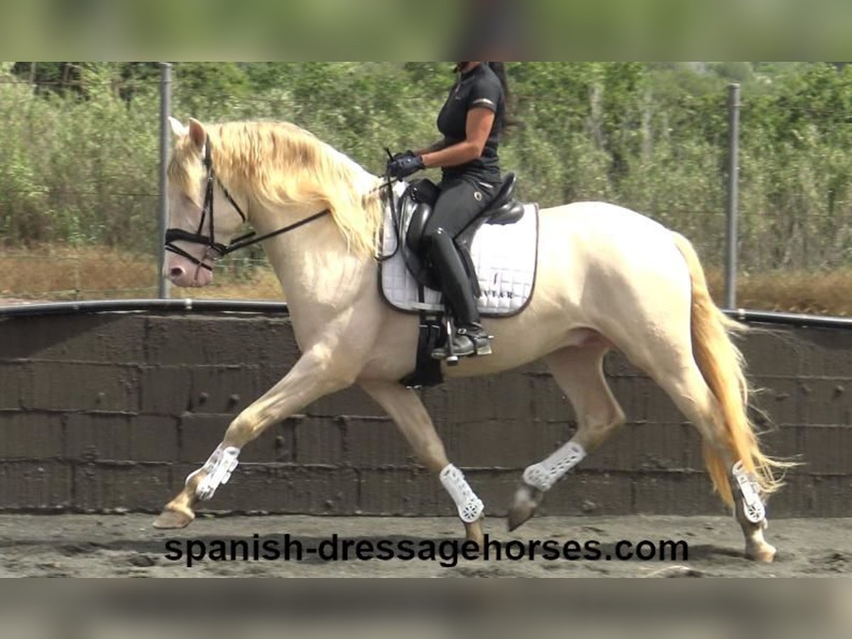 PRE Croisé Étalon 4 Ans 158 cm Perlino in Barcelona