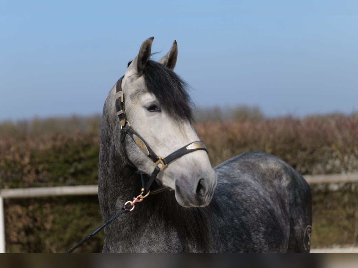 PRE Étalon 4 Ans 158 cm Rouan bleu in Neustadt (Wied)