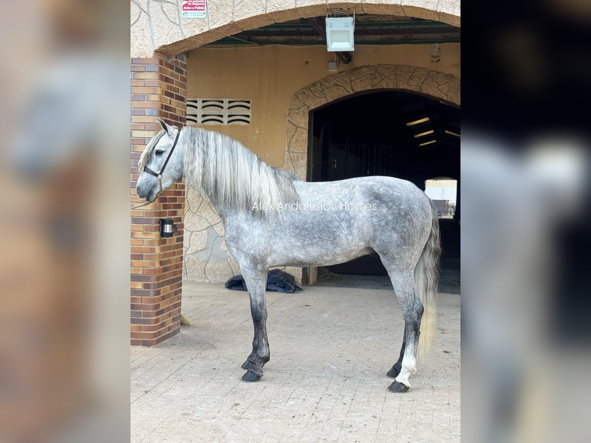 PRE Croisé Étalon 4 Ans 159 cm Gris in Sevilla