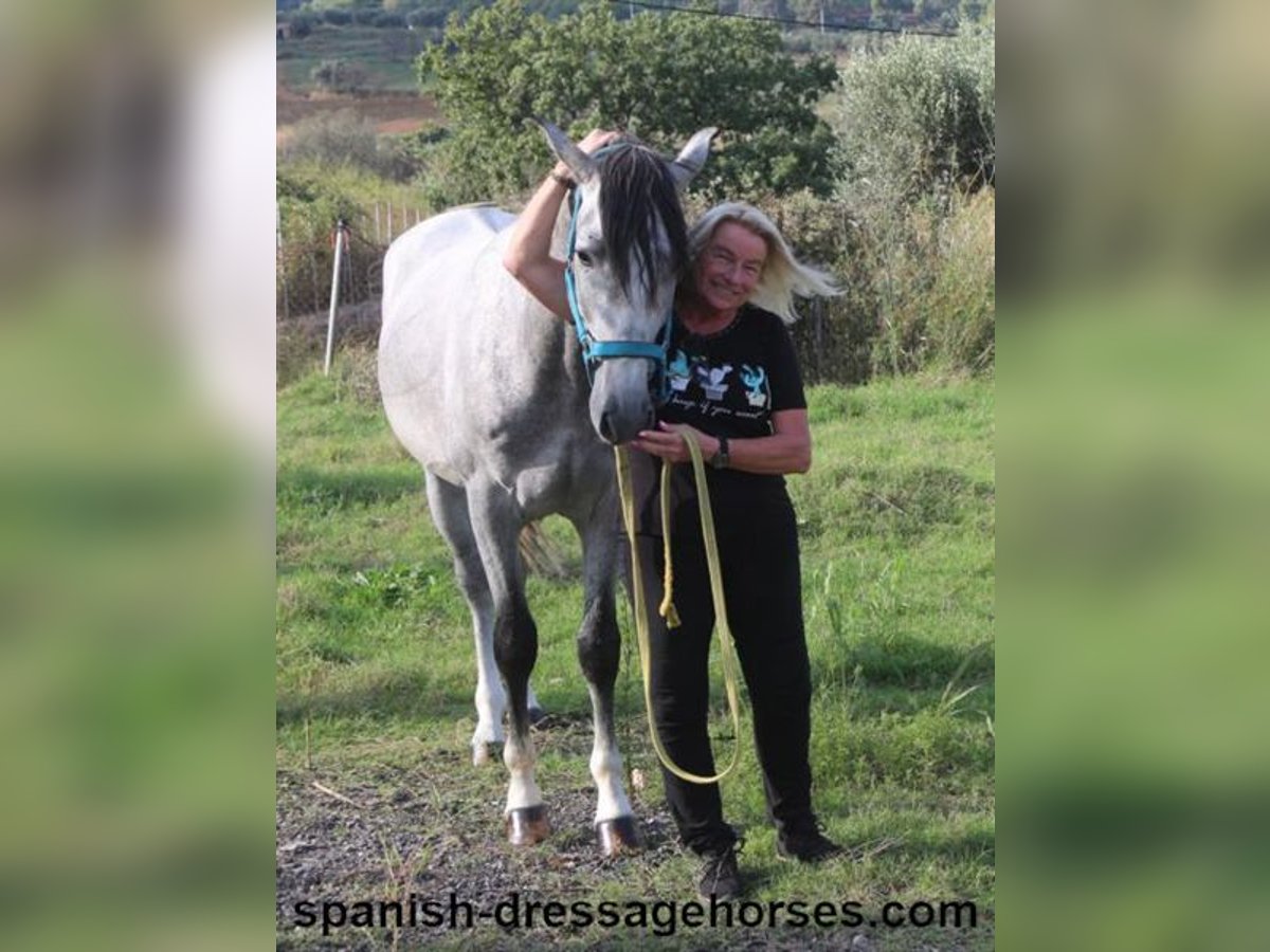 PRE Étalon 4 Ans 159 cm Gris in Barcelona