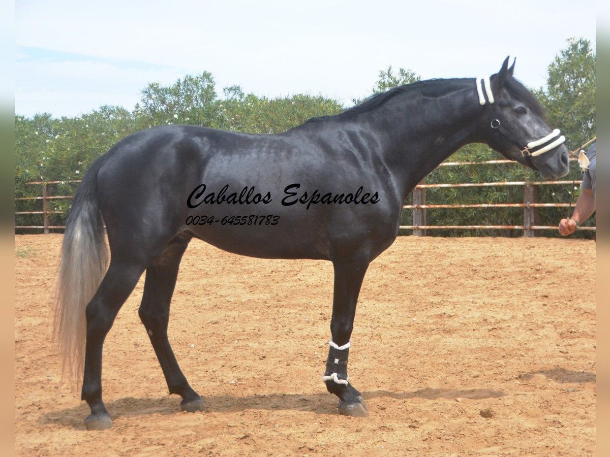 PRE Étalon 4 Ans 159 cm Gris noir in Vejer de la Frontera