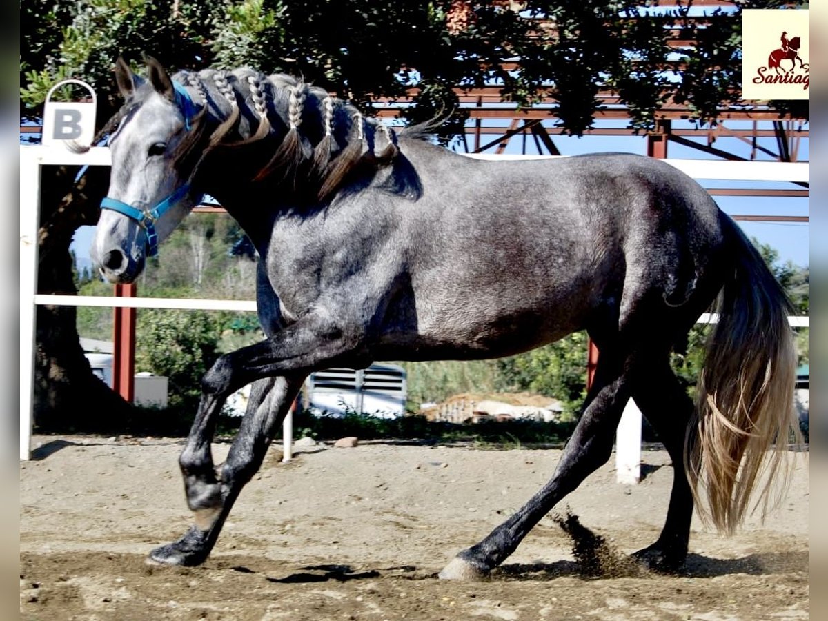 PRE Étalon 4 Ans 159 cm Peut devenir gris in Tarragona