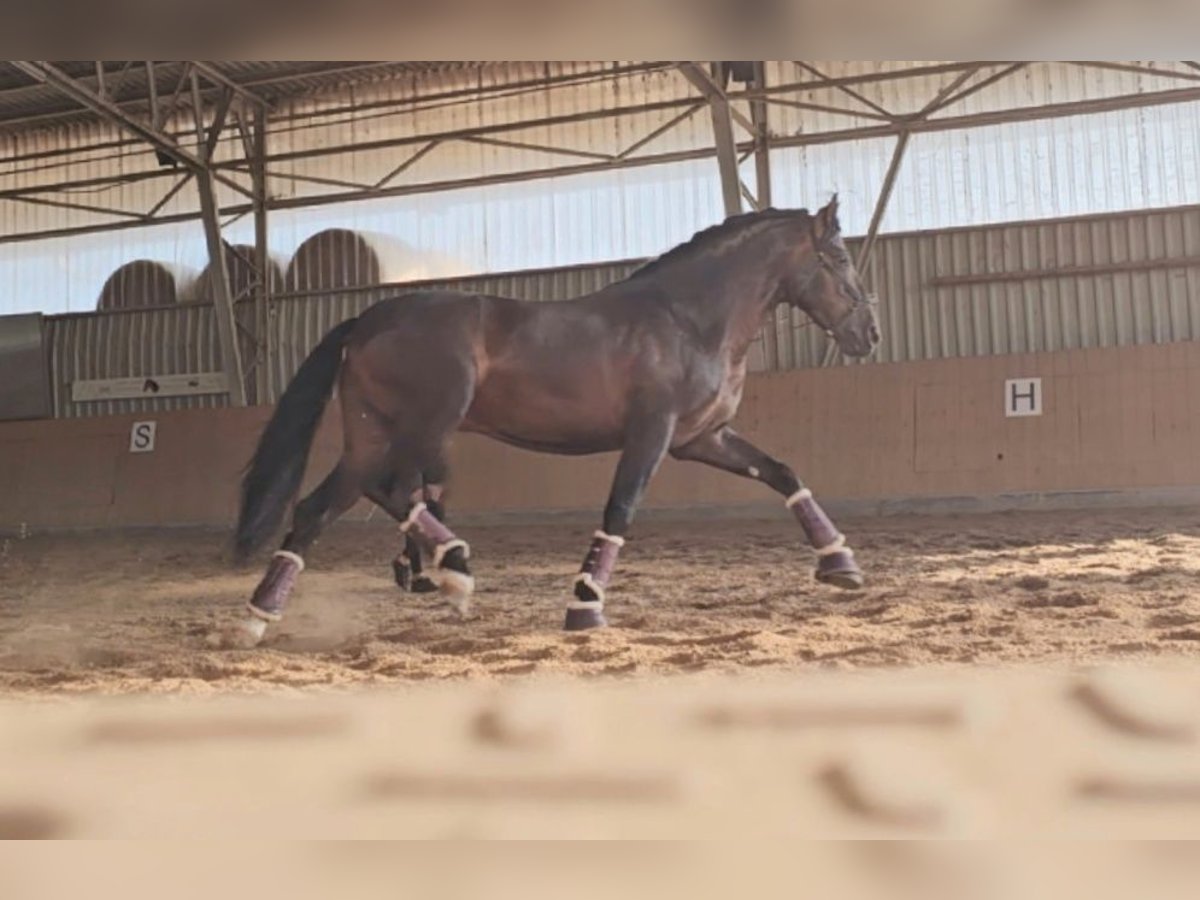 PRE Étalon 4 Ans 160 cm Bai brun in Matzendorf