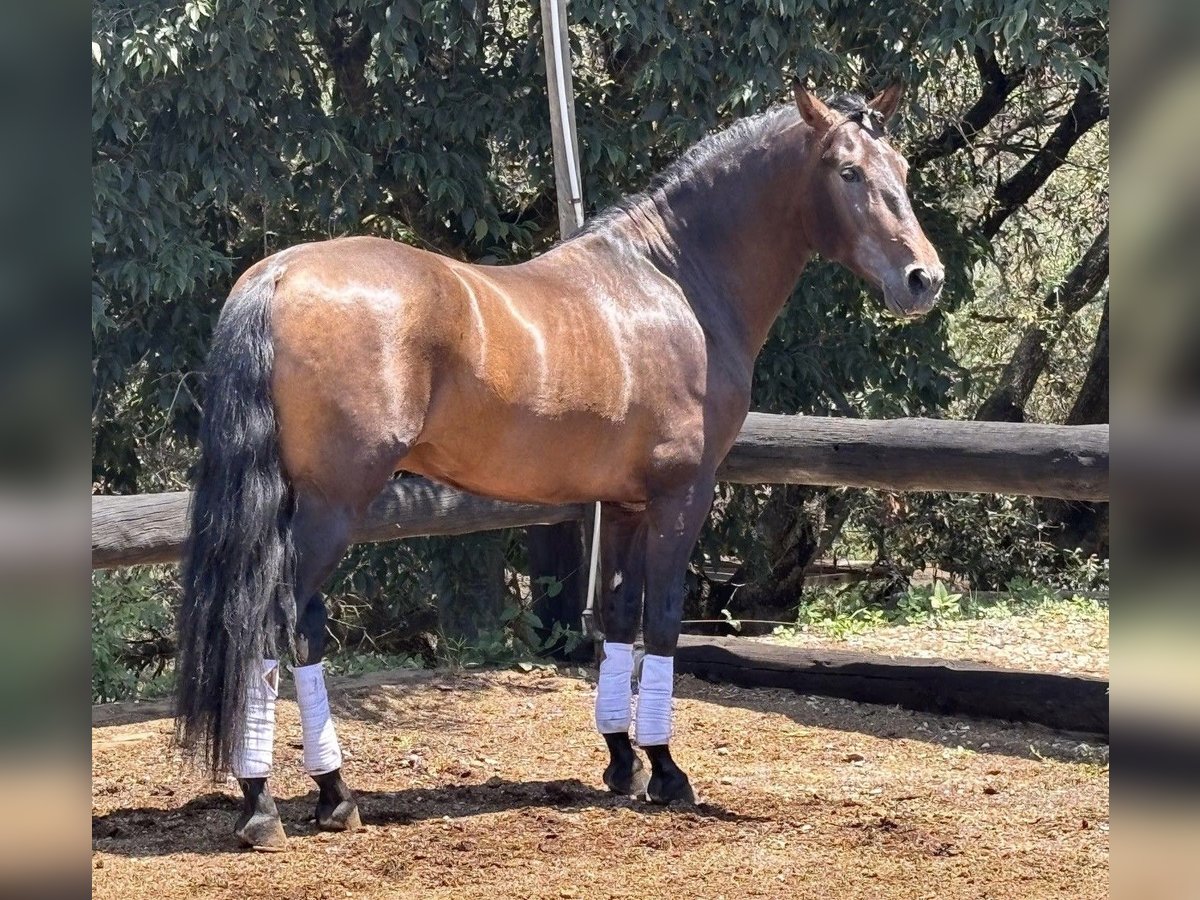 PRE Croisé Étalon 4 Ans 160 cm Bai in Sant Fost Campcentelles