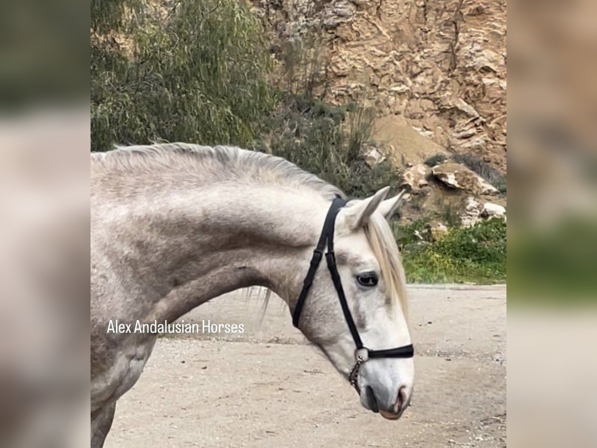 PRE Croisé Étalon 4 Ans 160 cm Gris in Sevilla