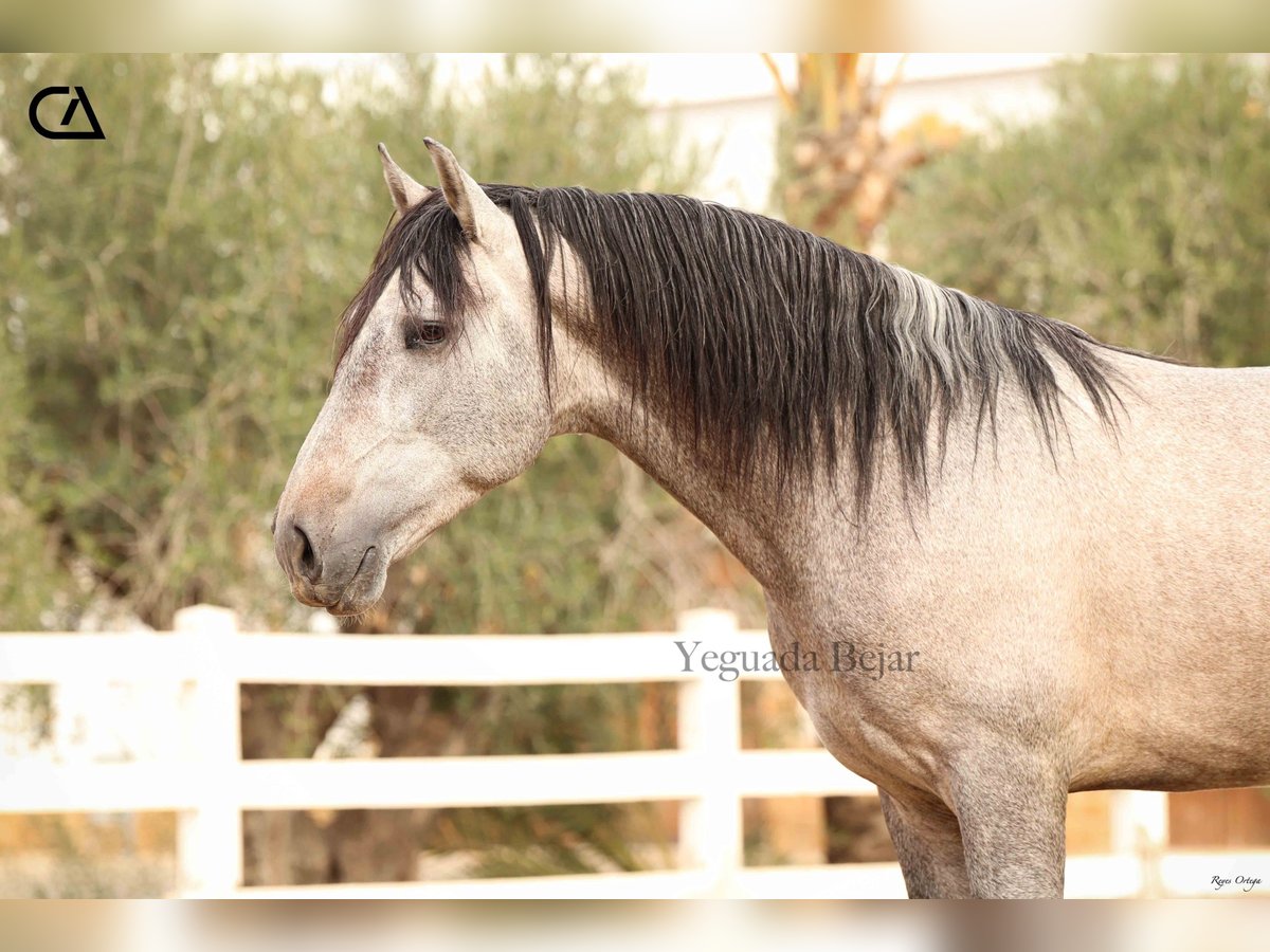 PRE Croisé Étalon 4 Ans 160 cm Gris in Puerto Lumbreras