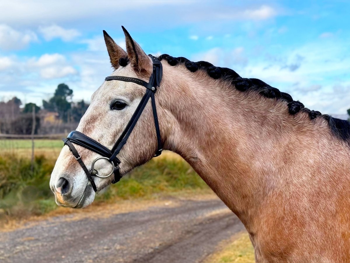 PRE Croisé Étalon 4 Ans 160 cm Gris in Calatayud