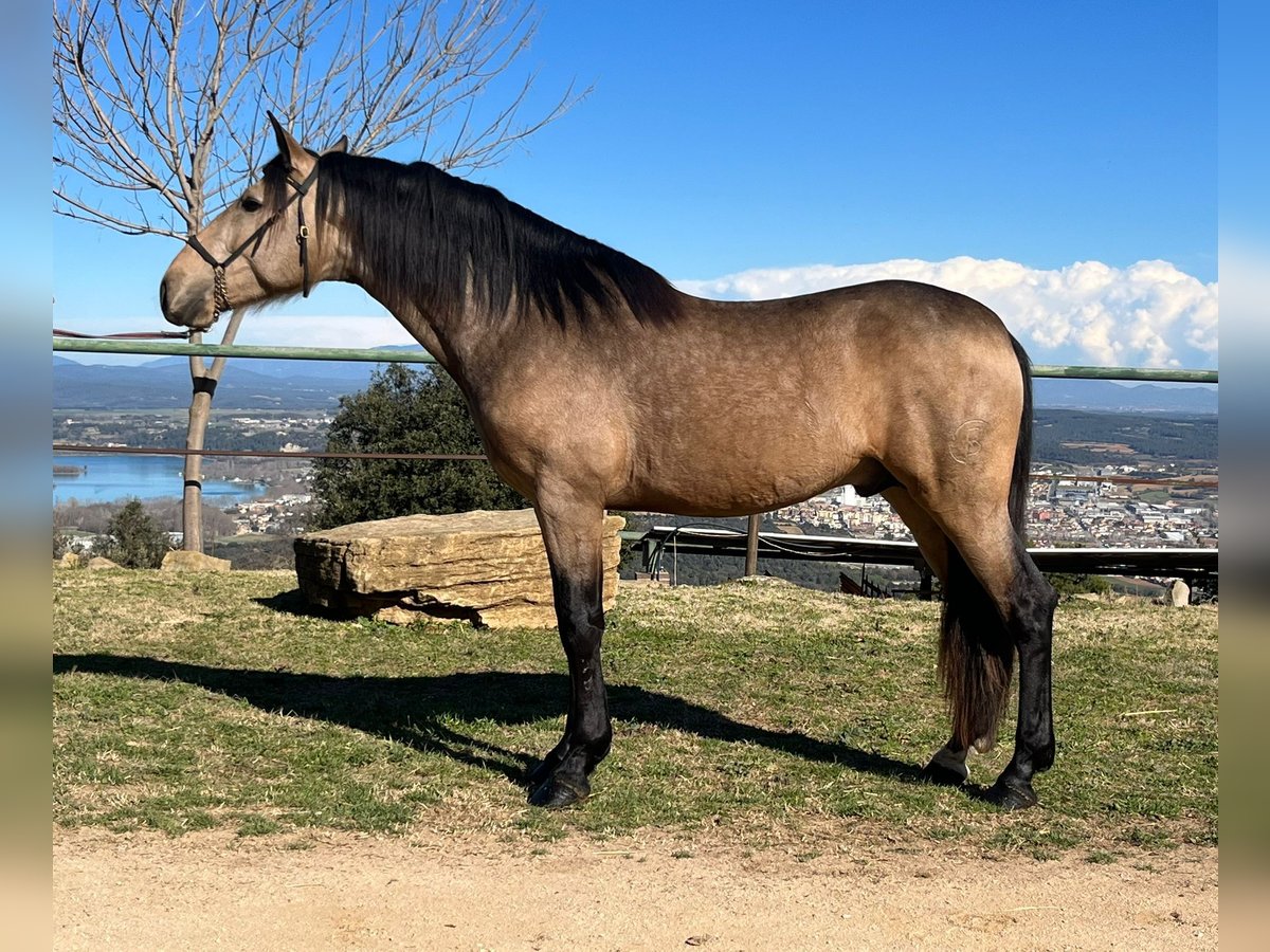 PRE Croisé Étalon 4 Ans 160 cm Isabelle in Hamburg