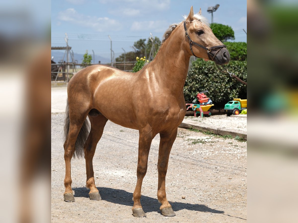 PRE Croisé Étalon 4 Ans 160 cm Palomino in Hamburg