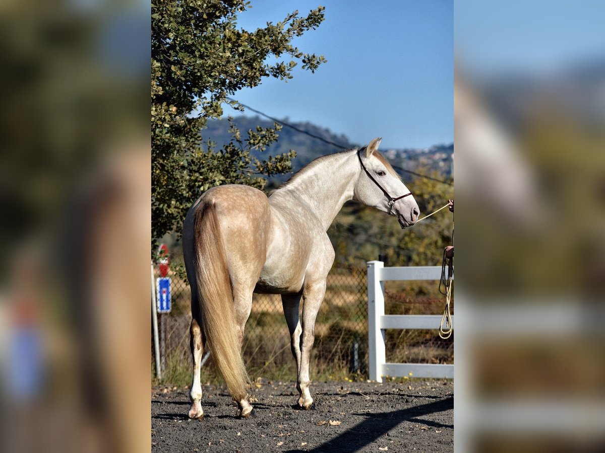PRE Croisé Étalon 4 Ans 161 cm Gris in SANTA PERPETUA DE MOGODA