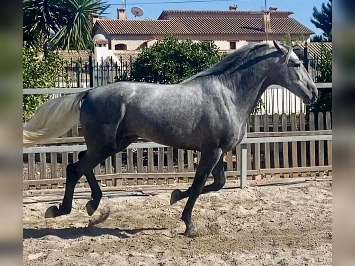 PRE Croisé Étalon 4 Ans 161 cm Gris pommelé in Martfeld