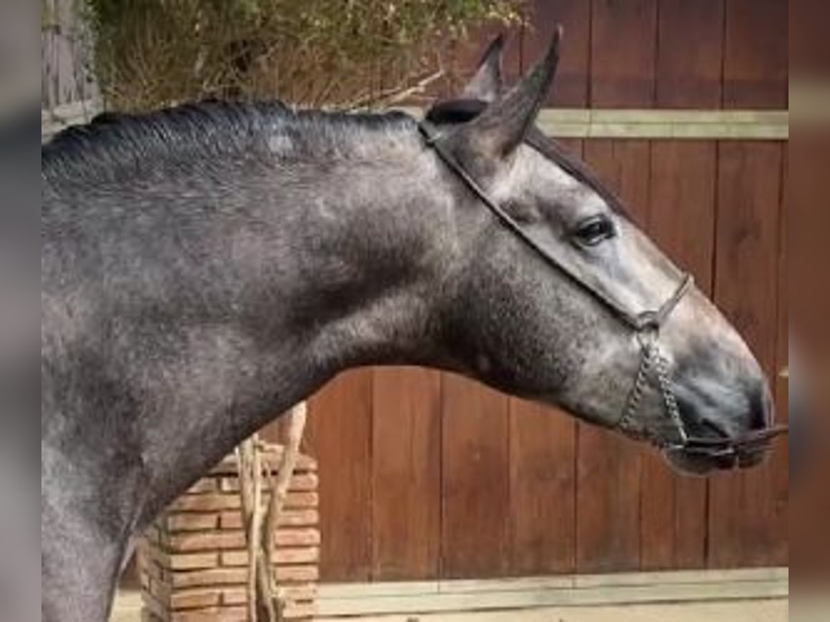 PRE Croisé Étalon 4 Ans 162 cm Gris in Malaga