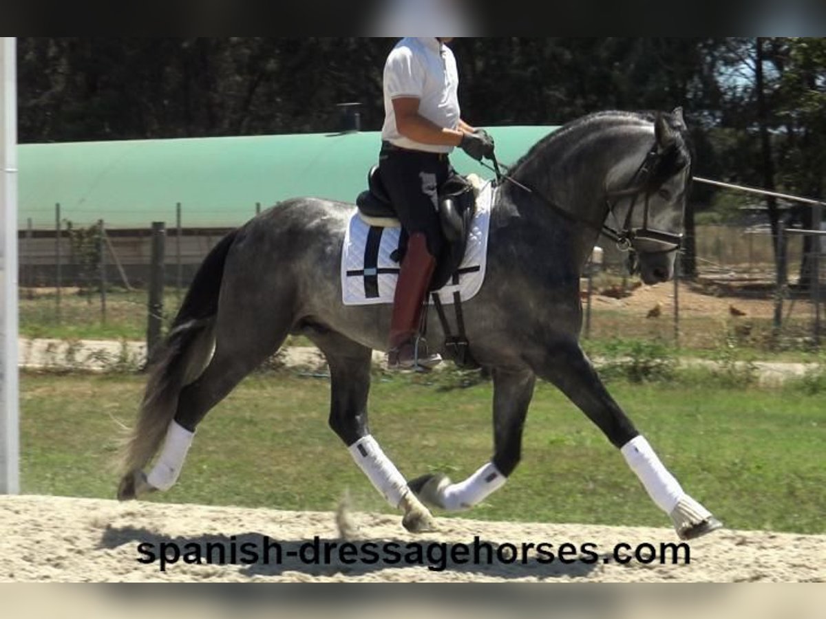 PRE Croisé Étalon 4 Ans 162 cm Gris in Barcelona