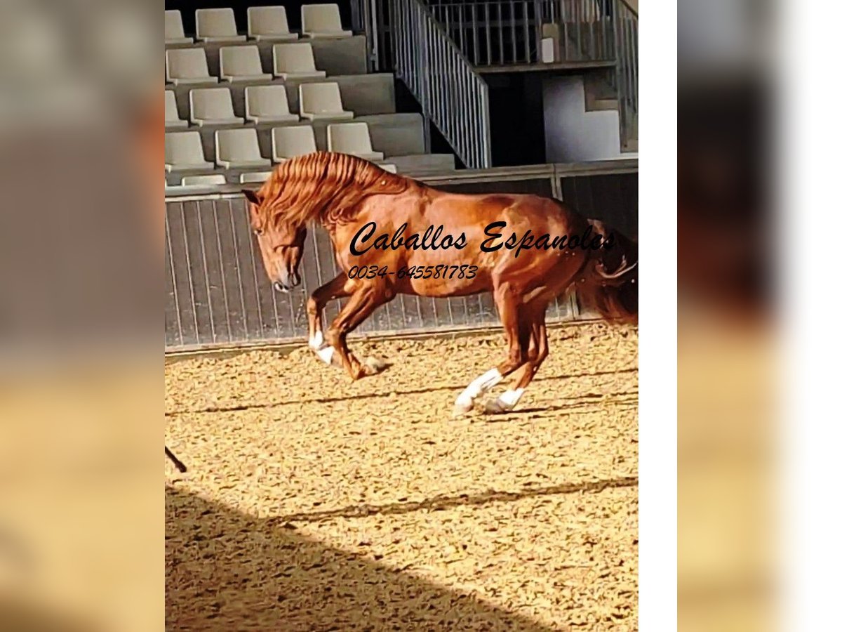 PRE Étalon 4 Ans 163 cm Alezan in Vejer de la Frontera