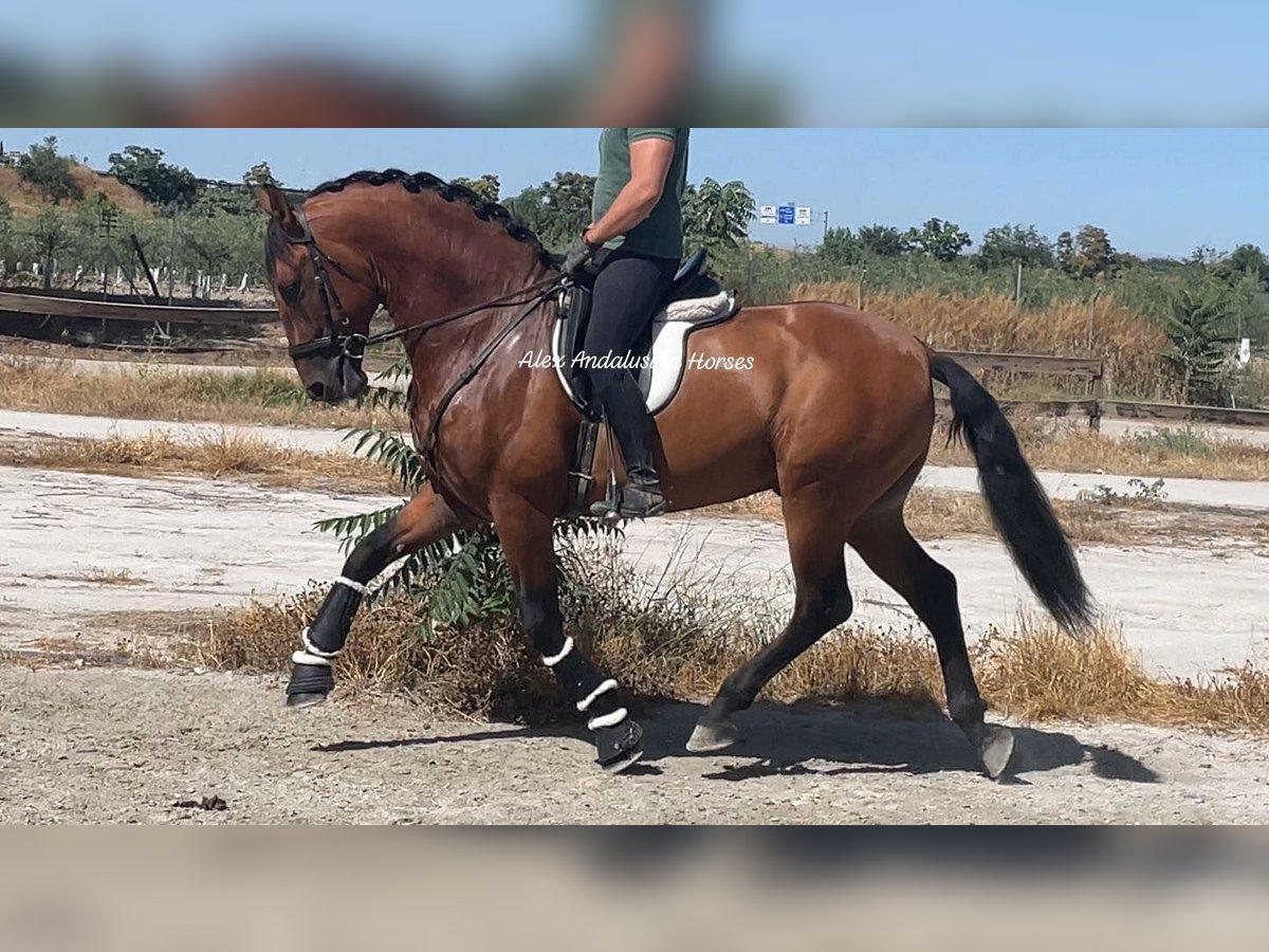 PRE Croisé Étalon 4 Ans 163 cm Bai in Sevilla