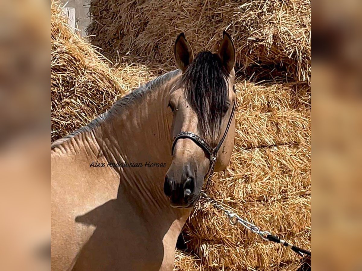 PRE Croisé Étalon 4 Ans 163 cm Buckskin in Sevilla