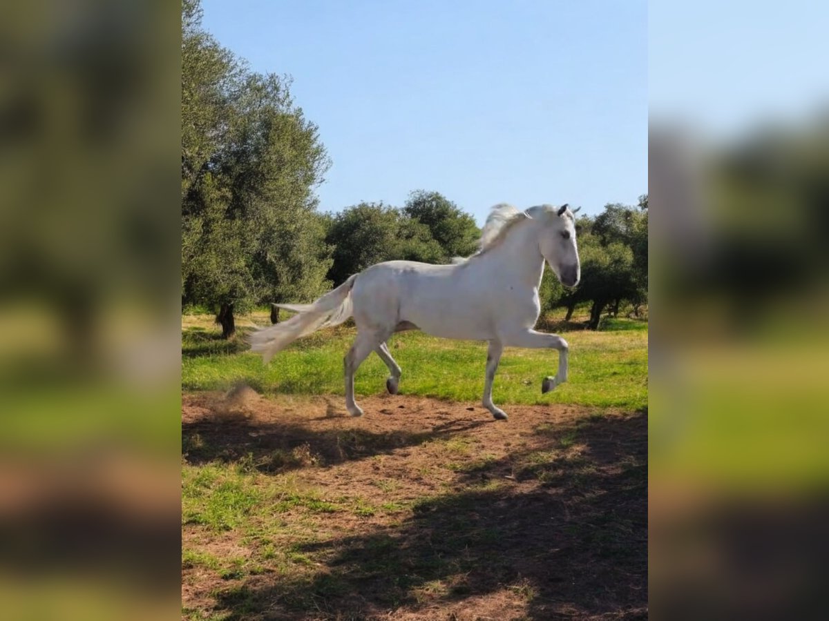 PRE Croisé Étalon 4 Ans 163 cm Gris in Polenz