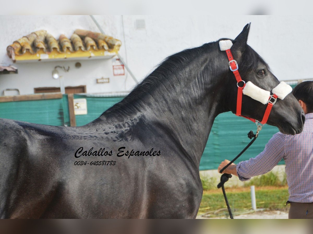 PRE Étalon 4 Ans 163 cm Gris noir in Vejer de la Frontera