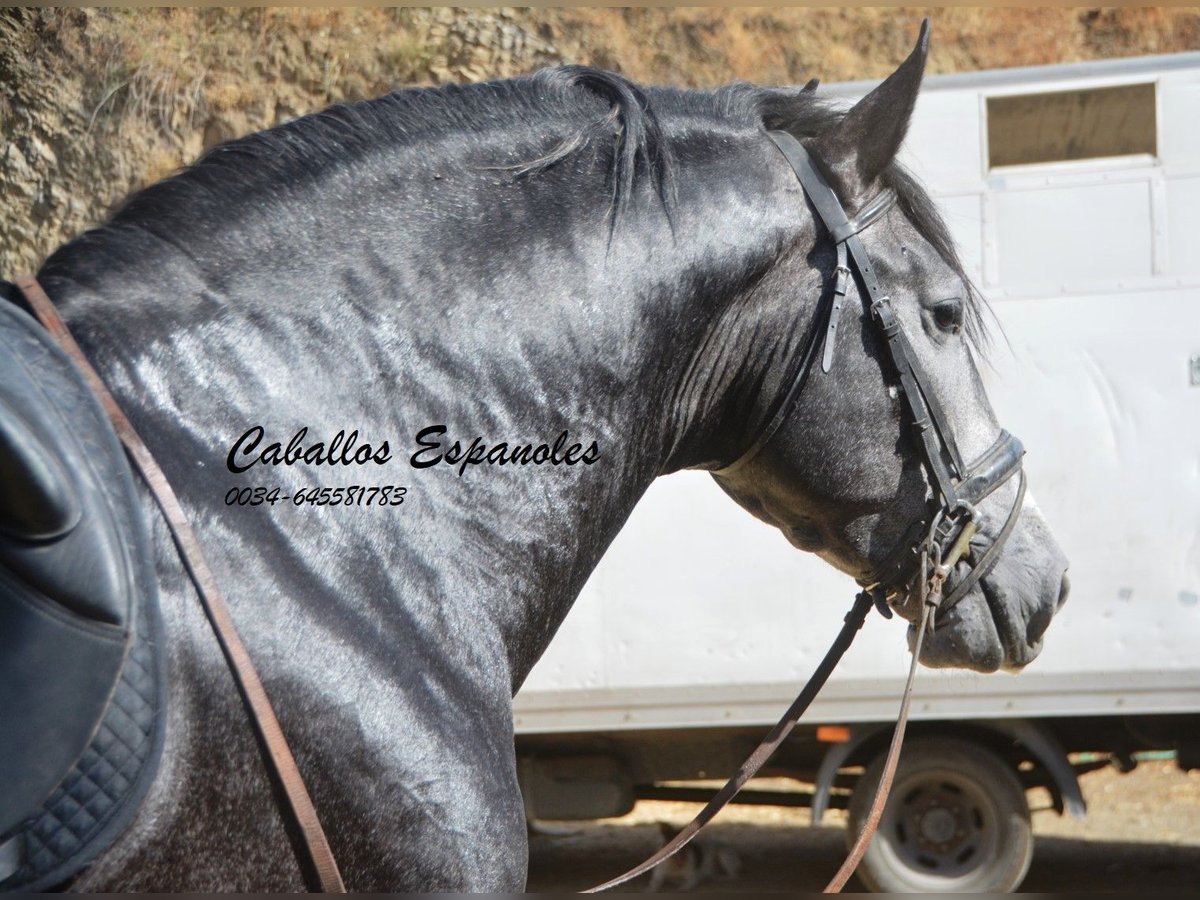 PRE Croisé Étalon 4 Ans 163 cm Gris noir in Vejer de la Frontera