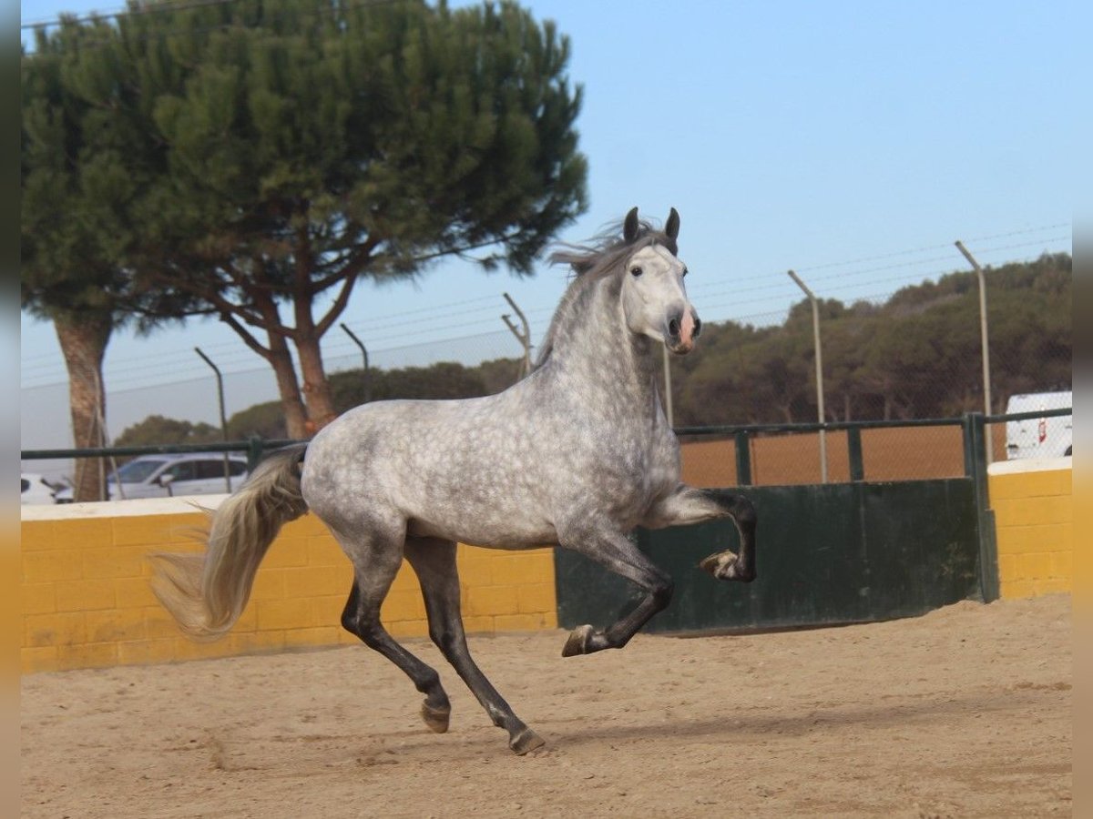 PRE Croisé Étalon 4 Ans 163 cm Gris pommelé in Hamburg