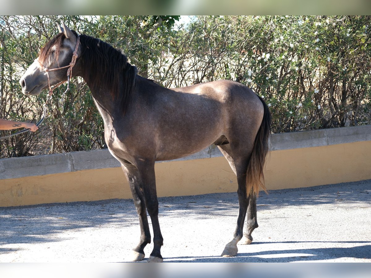 PRE Croisé Étalon 4 Ans 163 cm Gris pommelé in Hamburg