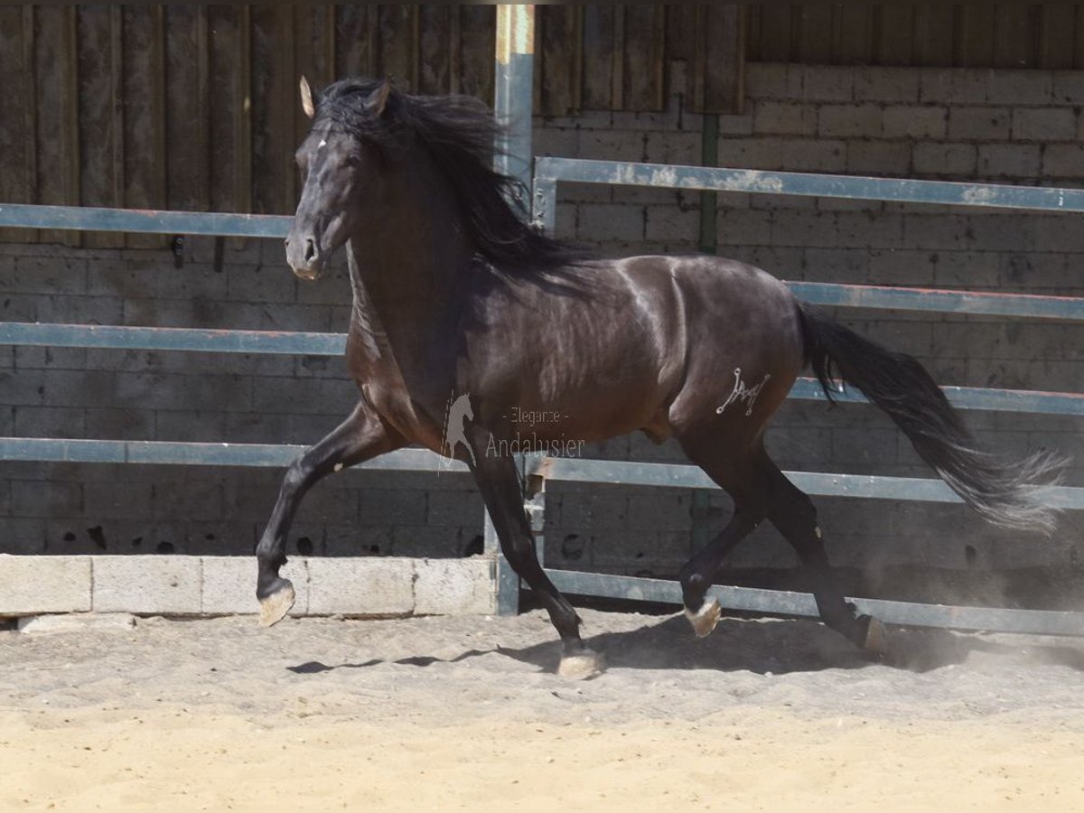 PRE Étalon 4 Ans 163 cm Noir in Provinz Malaga