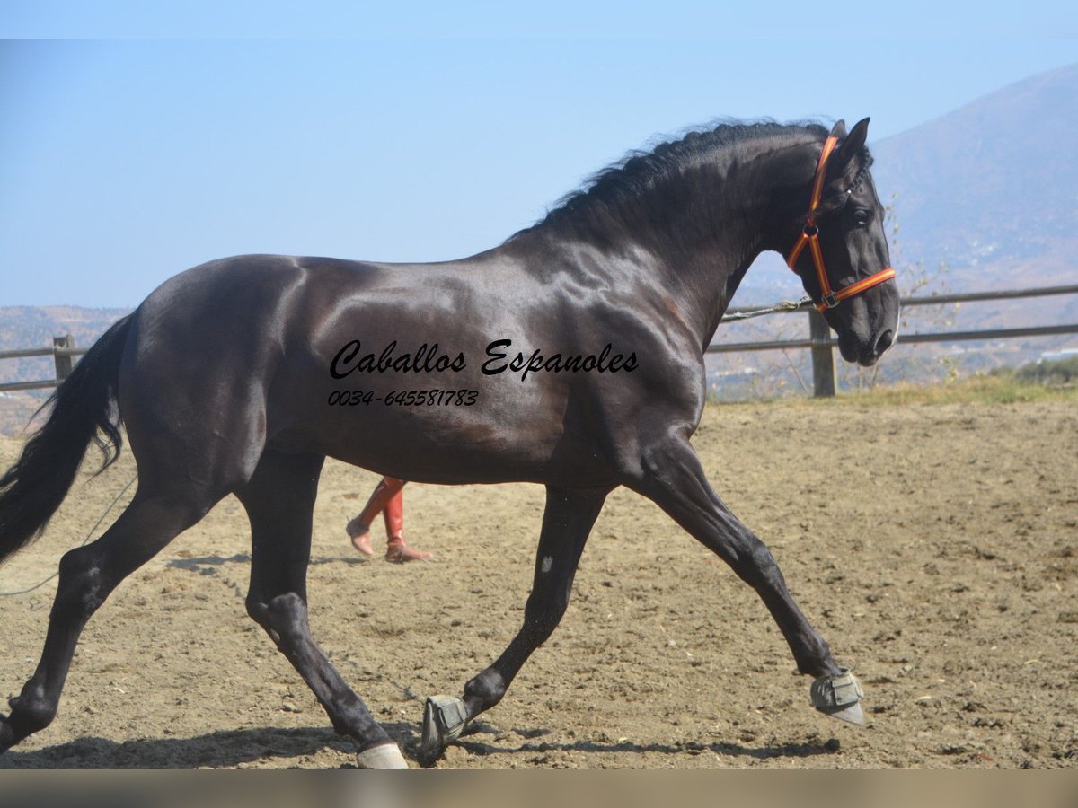 PRE Étalon 4 Ans 163 cm Noir in Vejer de la Frontera