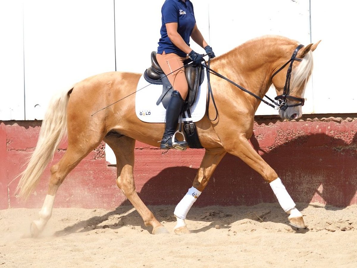 PRE Croisé Étalon 4 Ans 163 cm Palomino in Navas Del Madroño