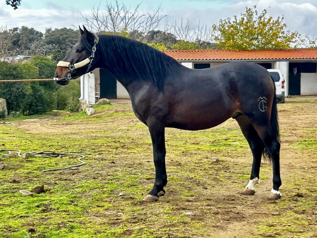 PRE Croisé Étalon 4 Ans 164 cm Bai brun in Mejorada